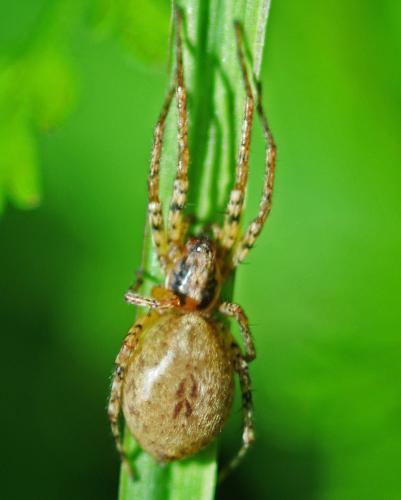 Anyphaena accentuata